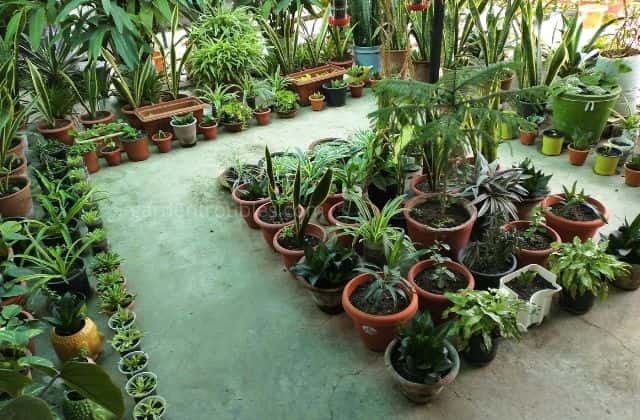 different plants to grow at home in india