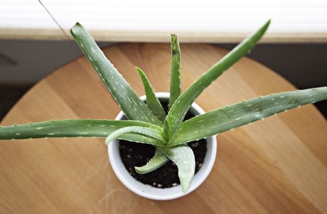 Aloe Vera succulent in potting soil