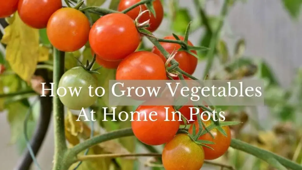 Grow vegetables in pots at home in india