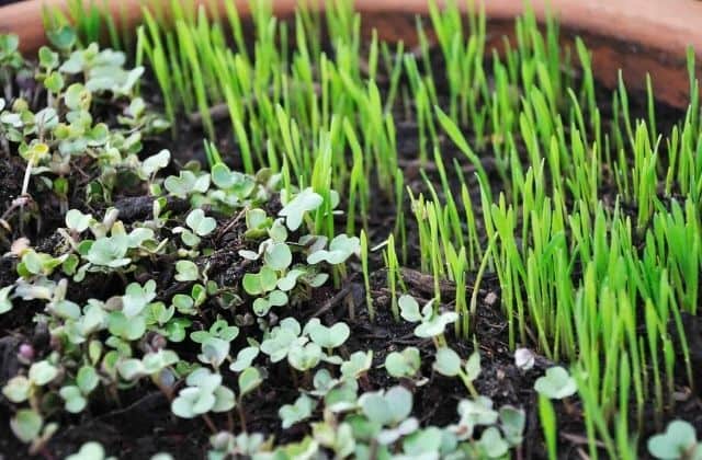 Grow Microgreens at home