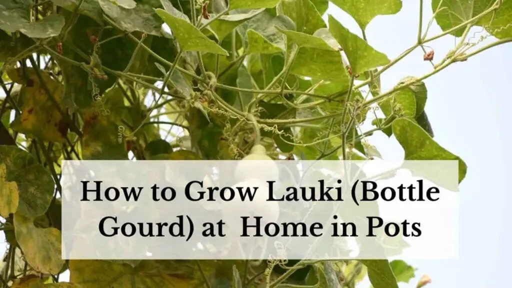 How to grow Lauki at home in pots