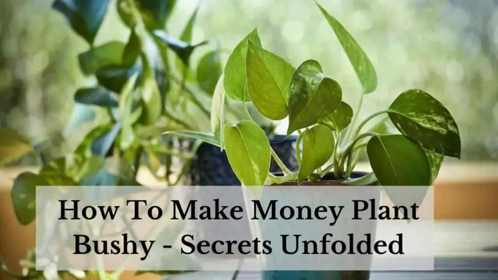 Make Money Plant Bushy