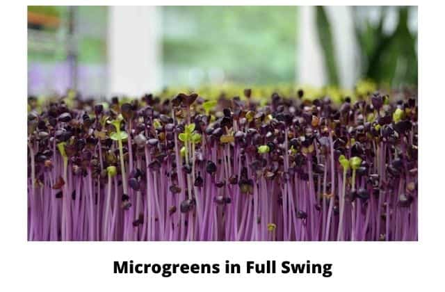 How to grow microgreen at home 