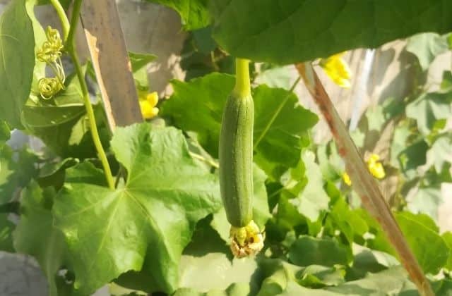 Ridge gourd - Easy Vegetable To Grow in Pots In India
