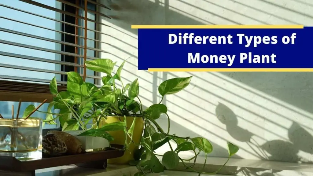 Types of money plant