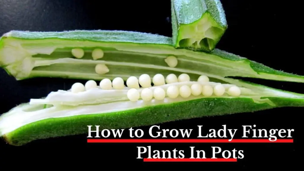 how to grow lady finger plant in pots
