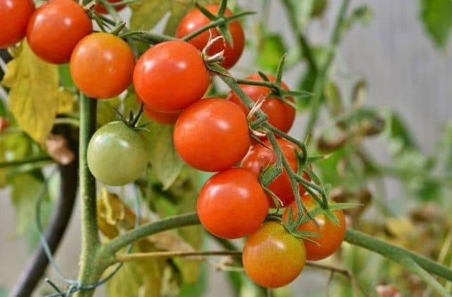 how to grow tomatoes at home in india