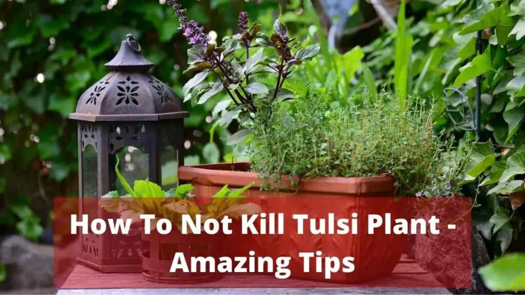 How to Take Care of Tulsi Plant