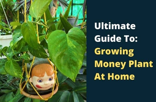How to grow money plant