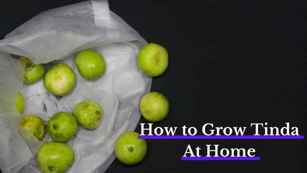 Grow tinda at home