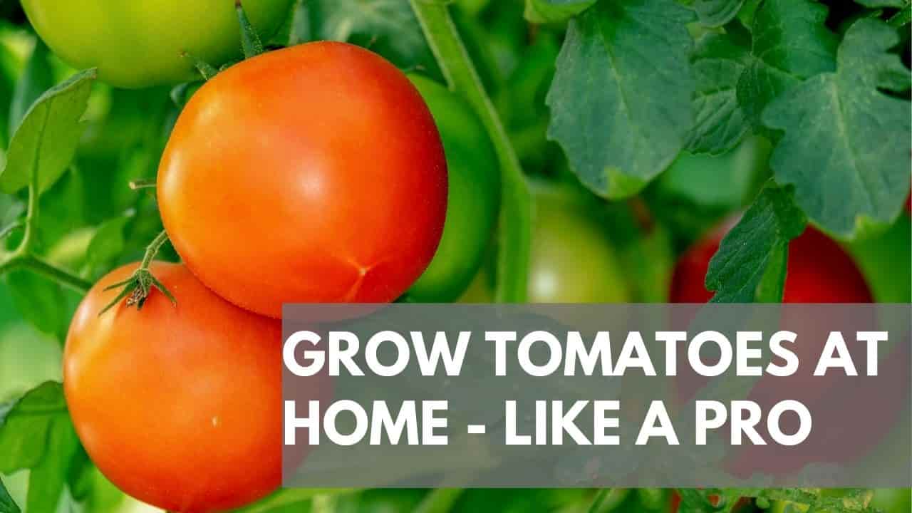 How to Grow Tomatoes at Home - Tomato growing season in india