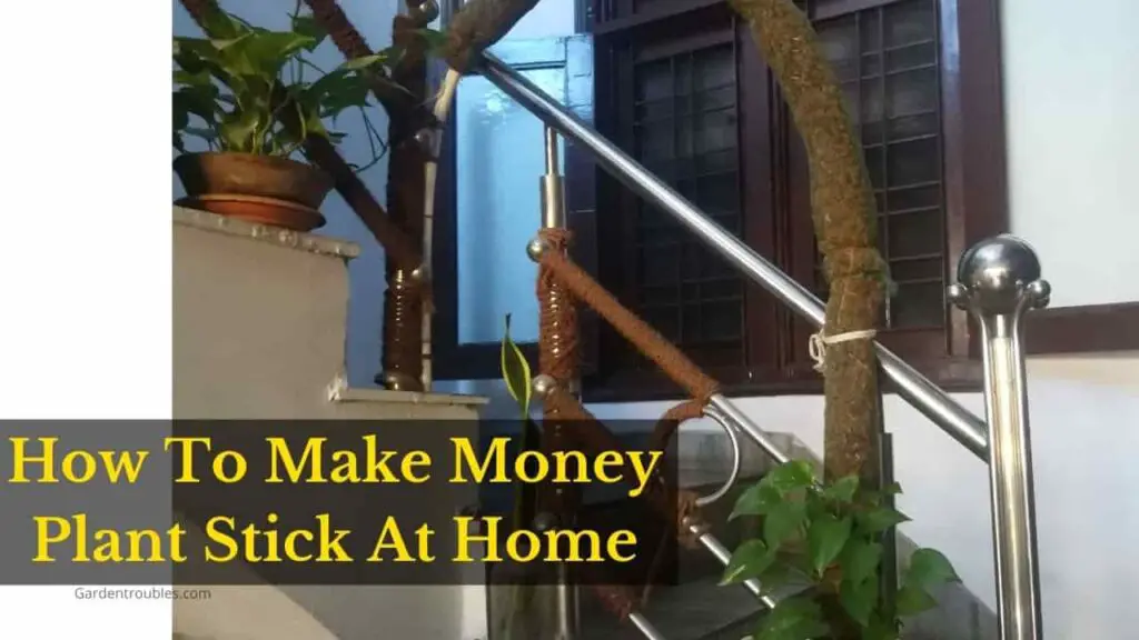 How to make money plant stick at home