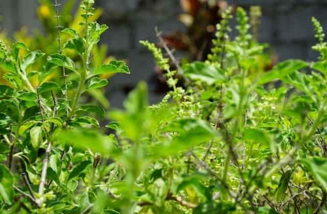How to save tulsi plant from dying