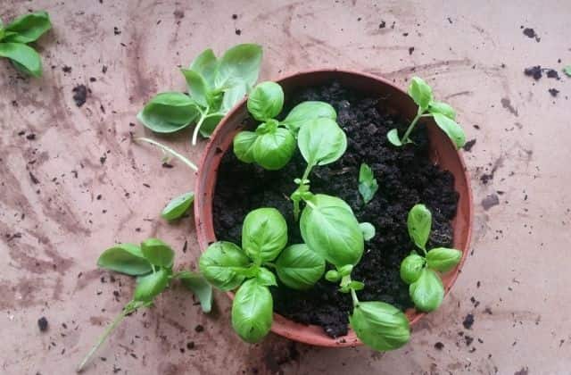 Tulsi Plant in potting soil