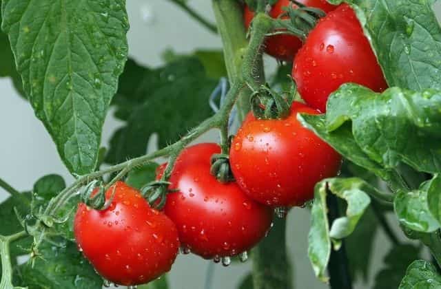 Watering Tomato Plants while growing them at home