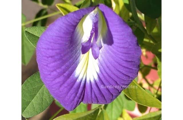 Aparajita flower