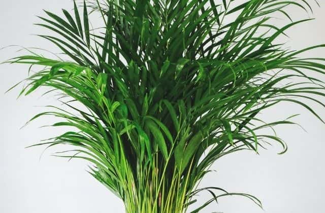 Areca Palm - Easy to grow indoor plant in india