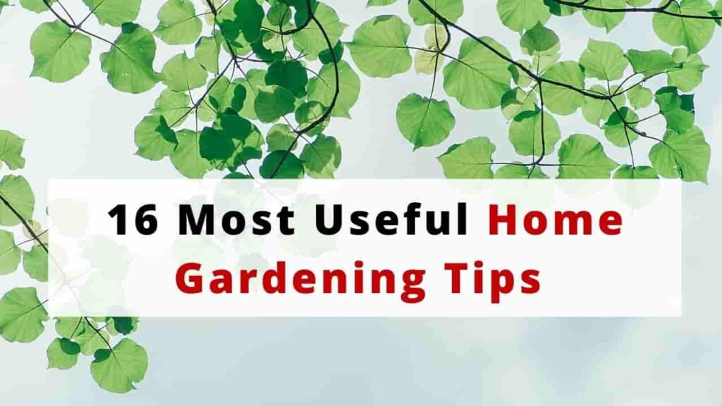 Home Gardening Tips India