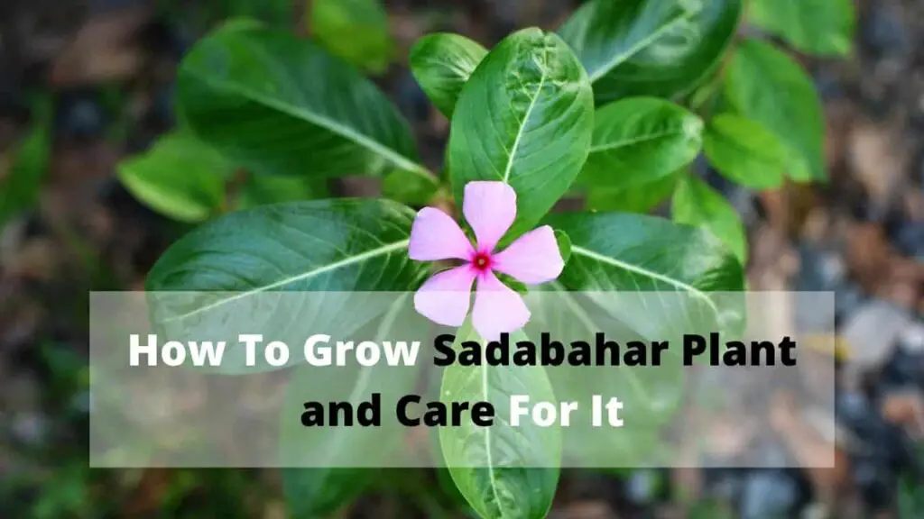 How to grow sadabahar and care for it