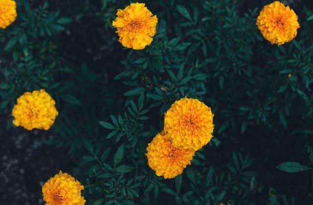 Marigold - Plant for terrace garden
