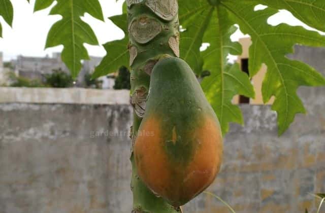 Papaya plant on our rooftop garden