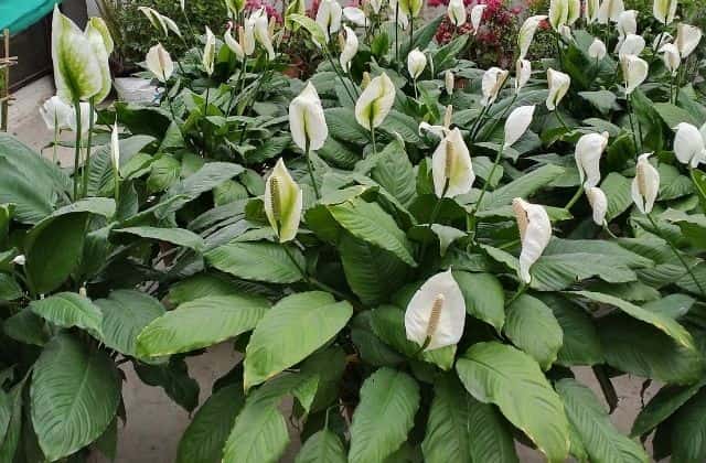 Peace lily - Most aesthetic indoor flowering plant