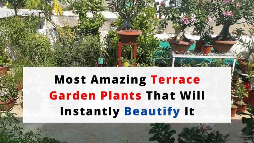Plants For Terrace Garden