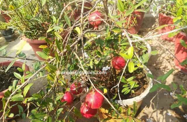Pomegranate a great fruit plant for terrace garden
