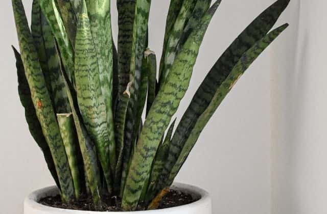 Snake Plant - Easy To Grow Indoor Plants in India