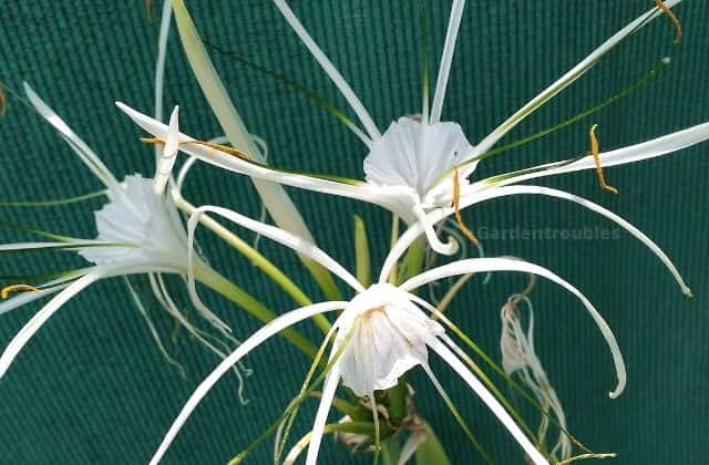 Spider Lily - Most amazing terrace garden plant