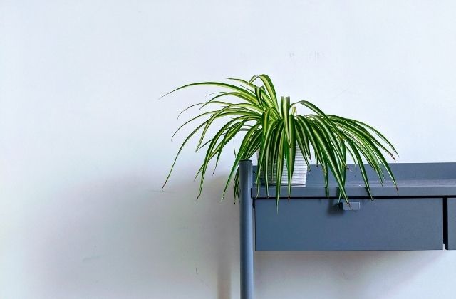 Spider Plant - Easy to grow indoor plants in India