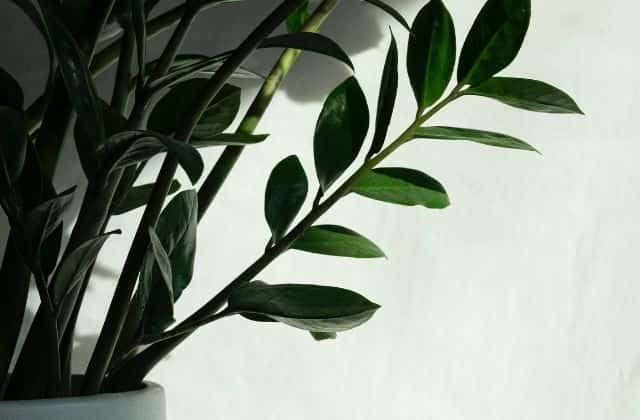 ZZ plant - Air purifying indoor plant