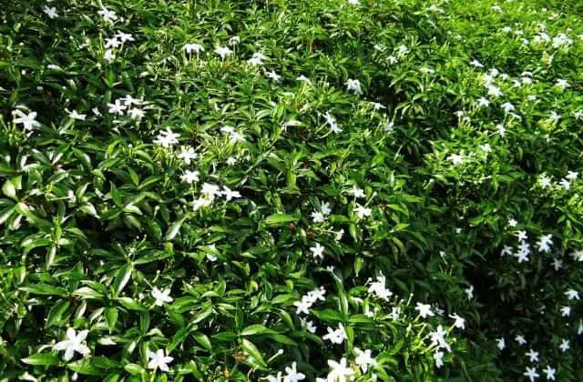 chandani flower as hedge