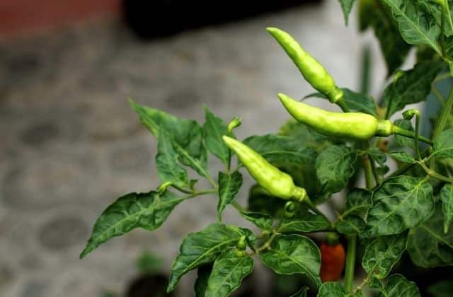 How to grow green chillies at home
