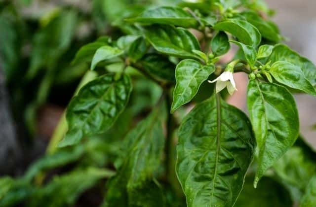 how to grow green chillies