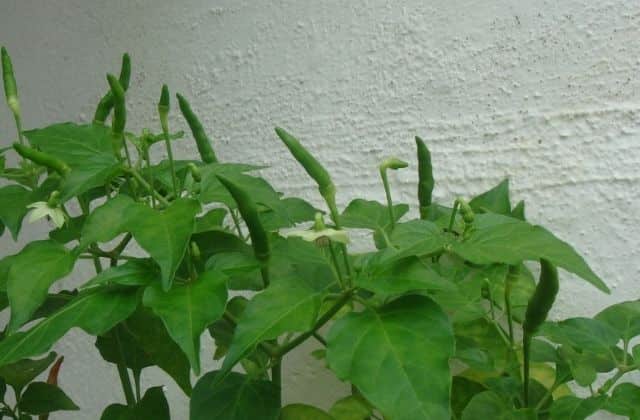How to grow chilli plants faster
