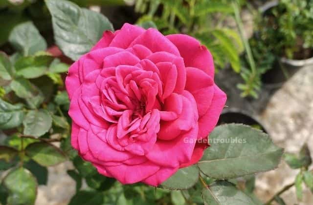 Rose - gorgeous flowering plant for terrace garden