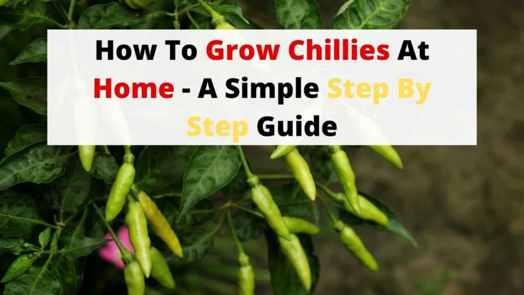 how to grow green chillies at home