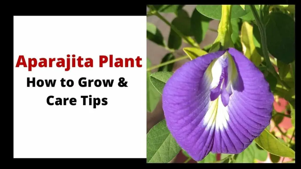Aparajita flower plant growing and caring guide