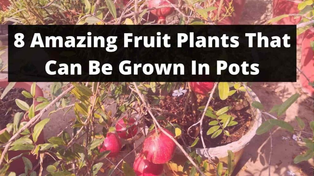fruits that can be grown in pots