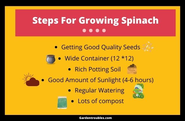 growing spinach in pots