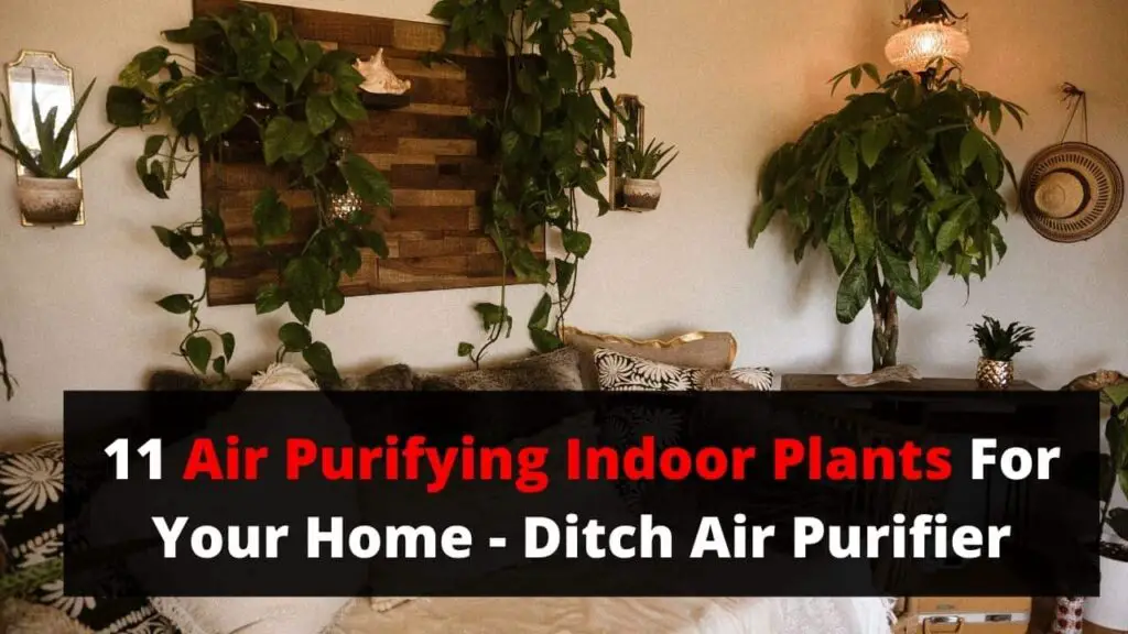 indoor plants that purify air