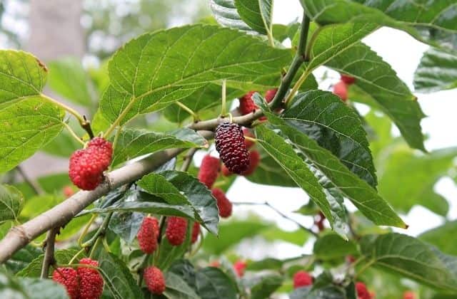 mulberry - easy fruit to grow in pots