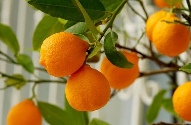 orange fruit - easy to grow in pots