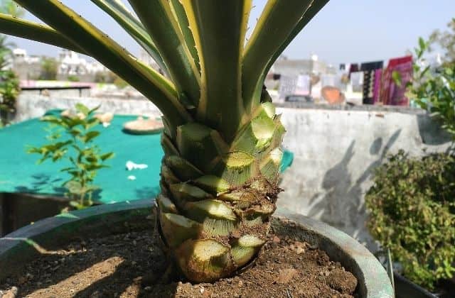 pineapple growing in pot