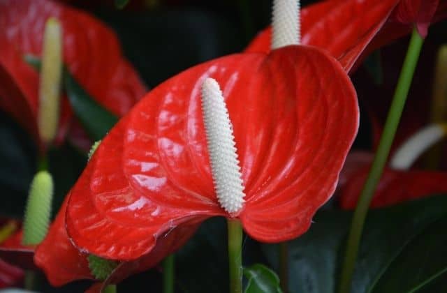 Anthurium - most amazing plant with red leaves