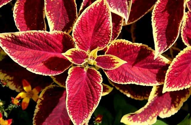 Coleus - Beautiful red leaf plant