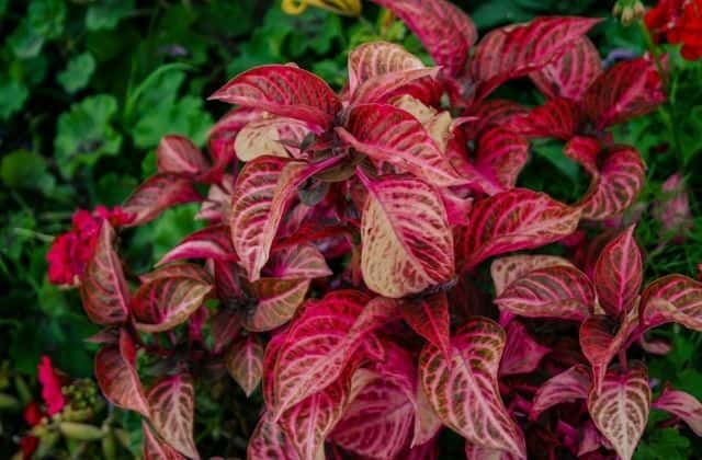 Croton - red leaf houseplant