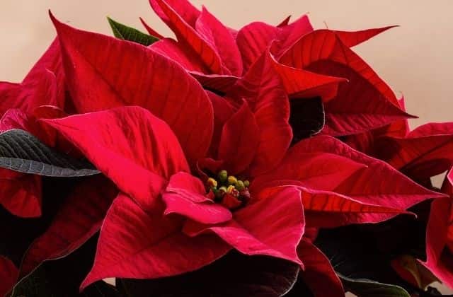 Poinsettia - Stunning Red Leaf Plant