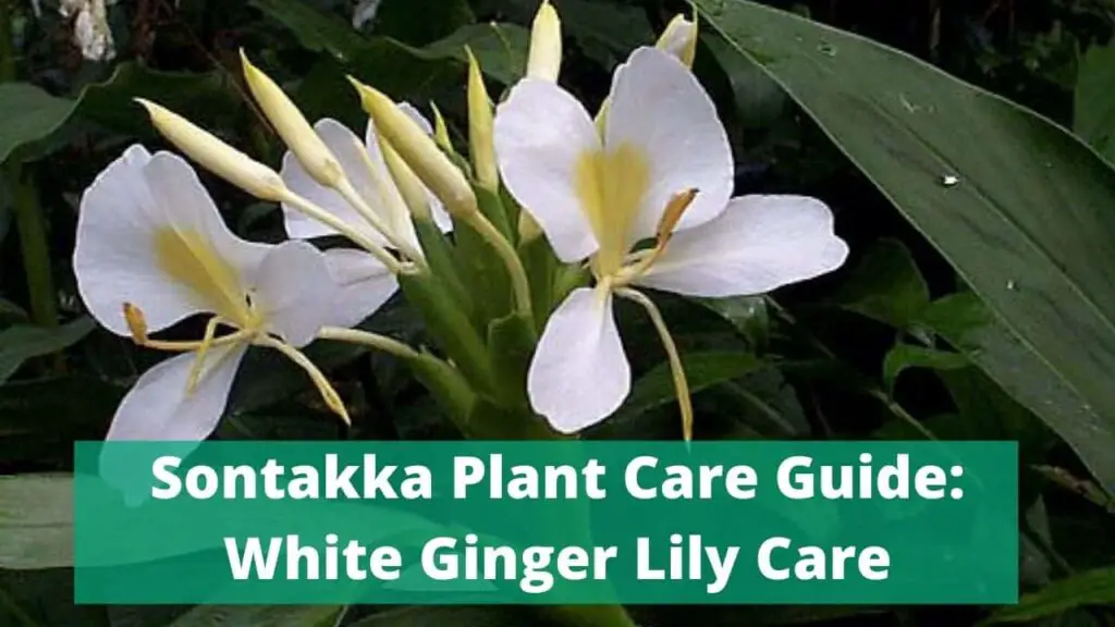 Sontakka Plant Care Guide